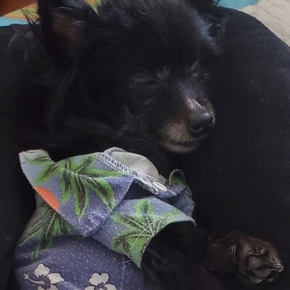 Meet your Posher, Alyse - Picture 4 of 16